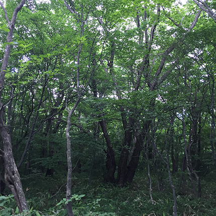 フローリストエプロン